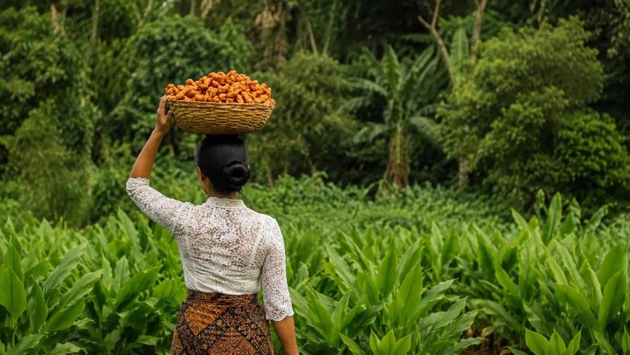Fresh turmeric roots and ground turmeric powder