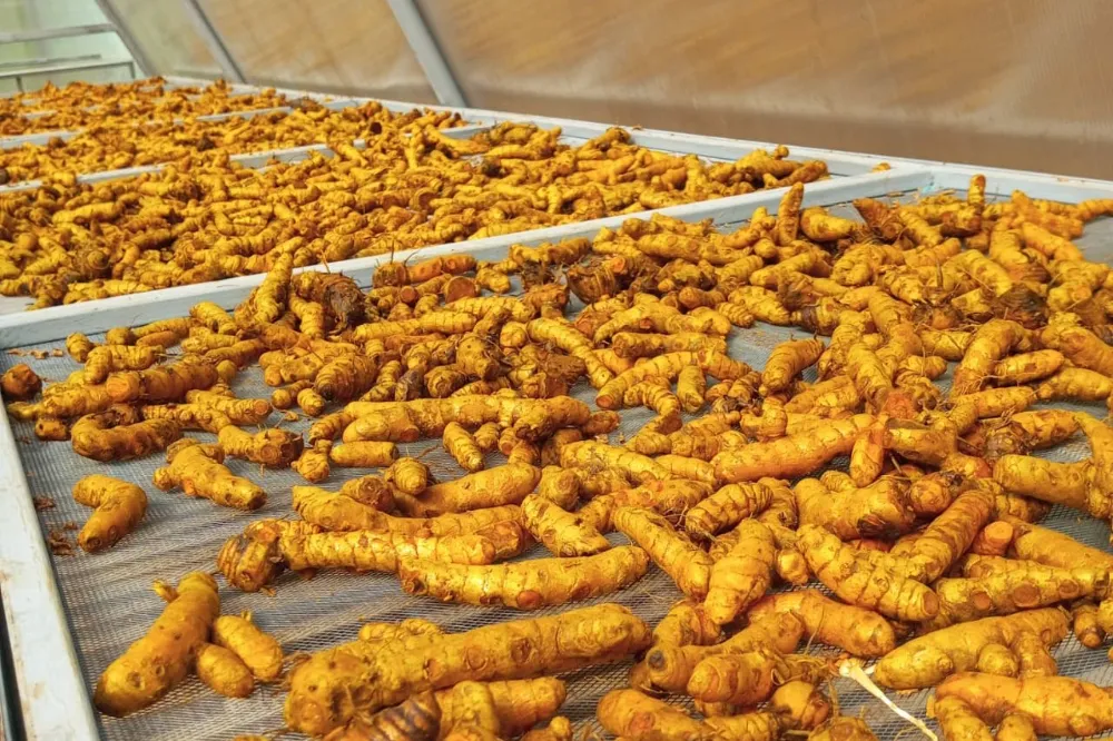 Freshly harvested turmeric drying on trays